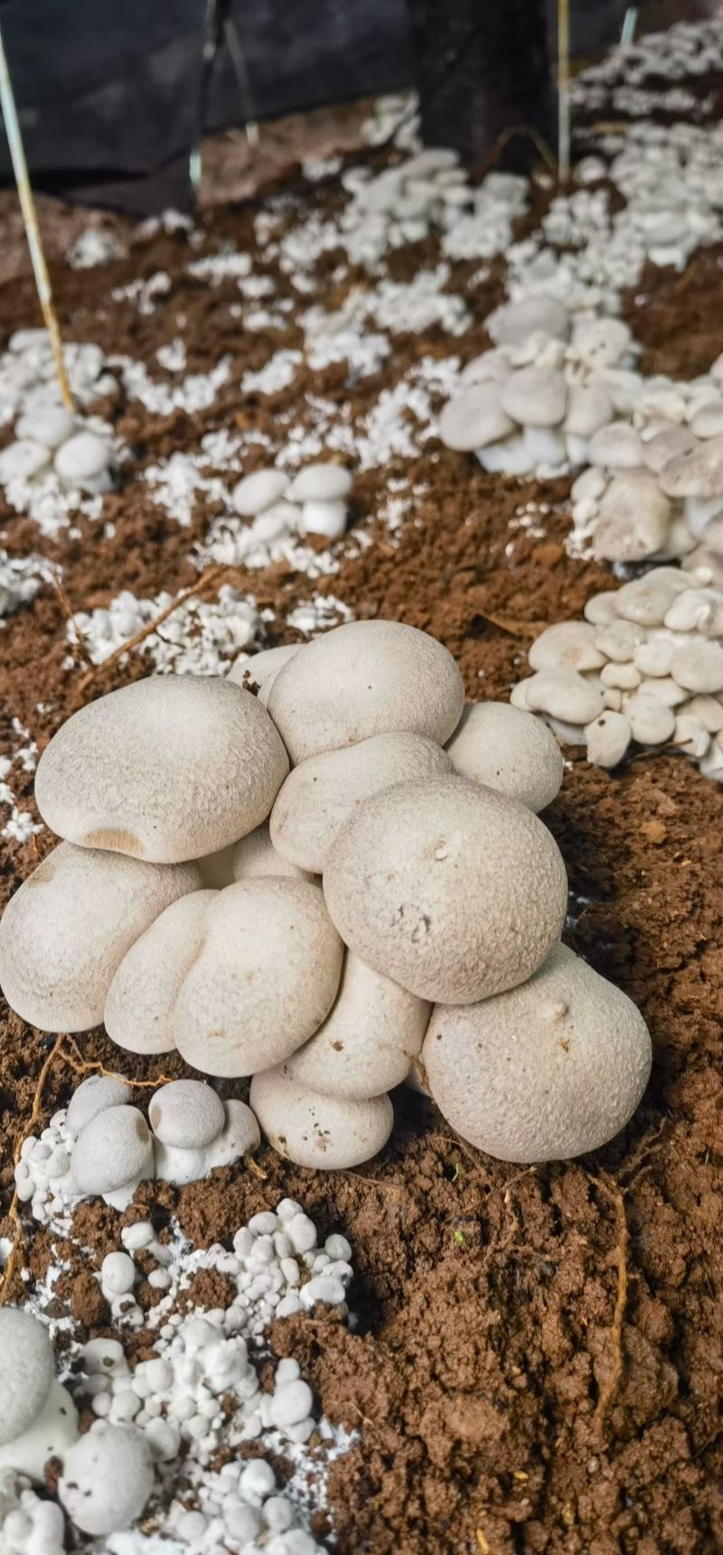 黑虎掌菌