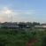 南昌散养虫草土鸡