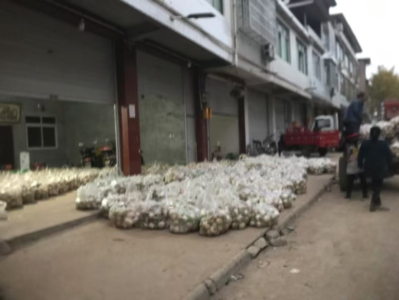 圆白萝卜，圆根萝卜，圆宝种子，农民店铺，自种自销诚信第一