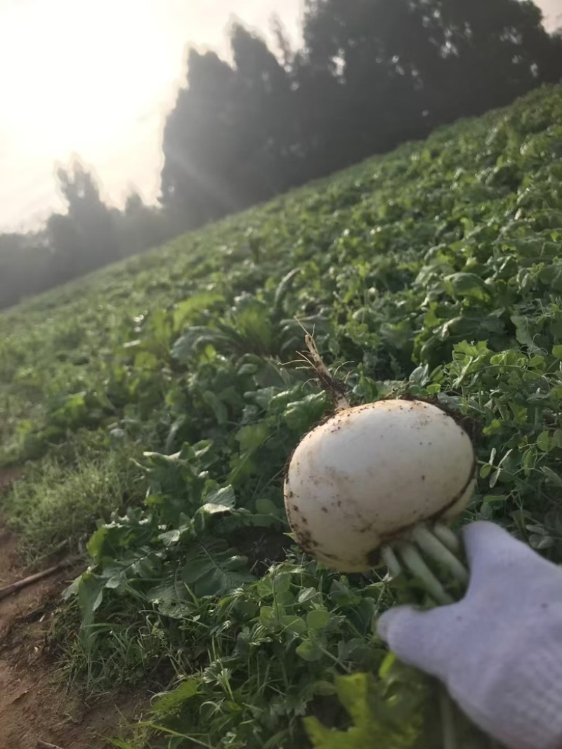 圆白萝卜，圆根萝卜，圆宝种子，农民店铺，自种自销诚信第一