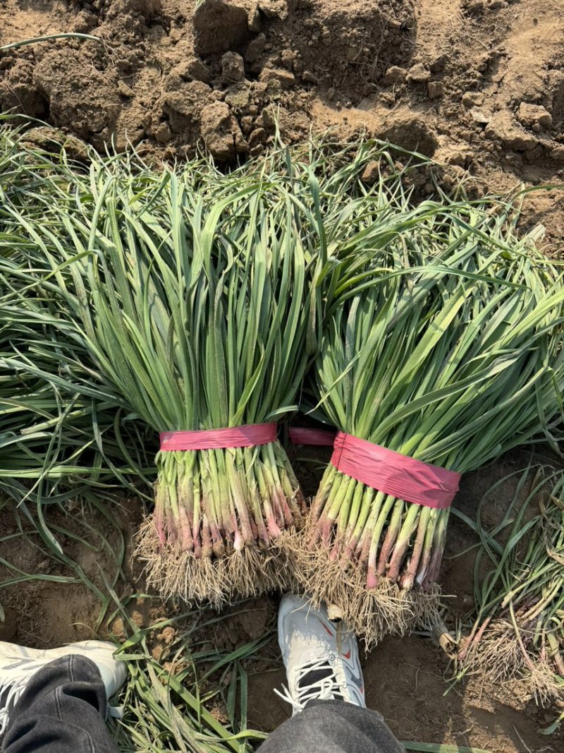 好货推荐一点红蒜苗基地直发对接电商市场商超