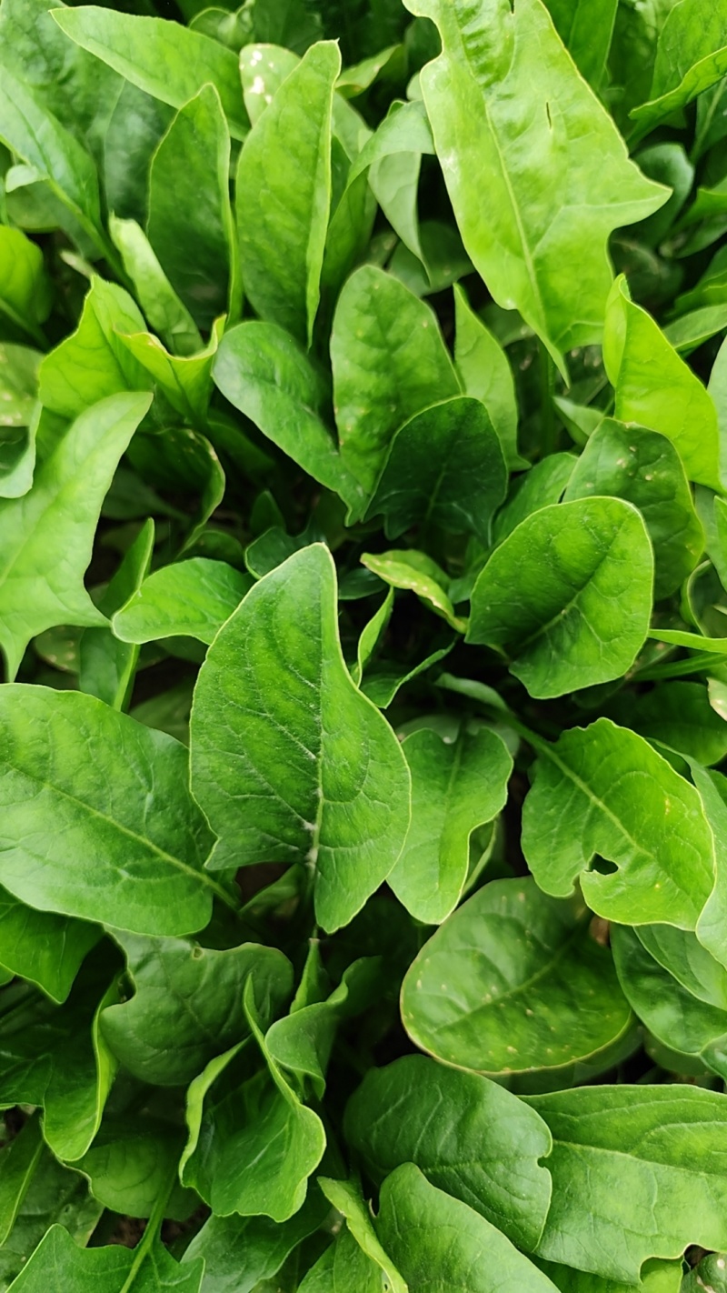 山东乐陵菠菜