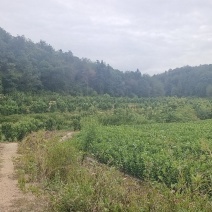大南红心马家柚苗