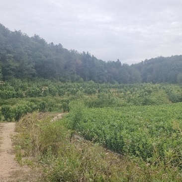 大南红心马家柚苗