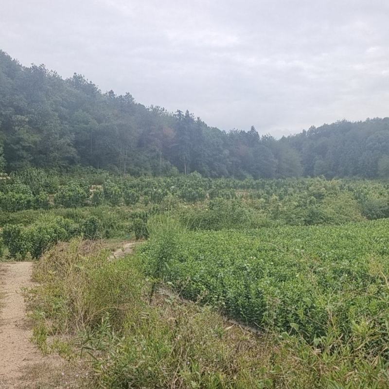 大南红心马家柚苗