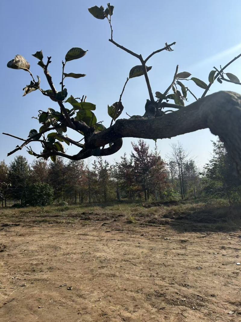火晶龙爪造型柿子树
