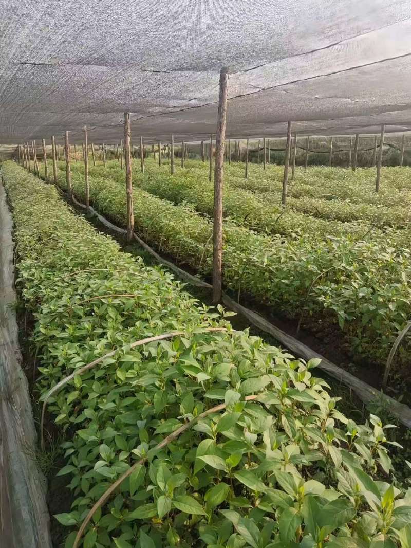 云南山胡椒苗，裸根苗，袋苗，各种尺寸。