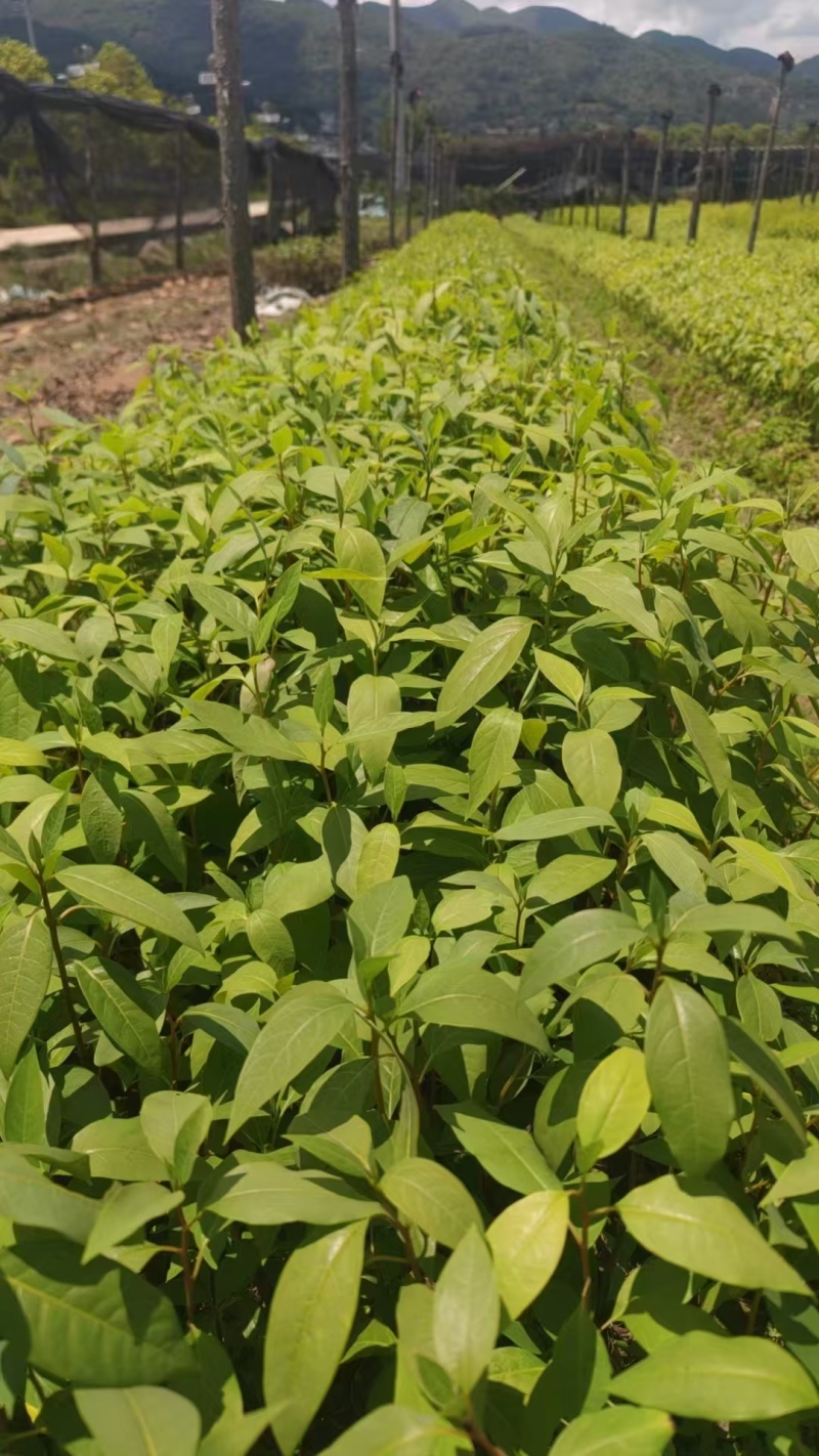 云南山胡椒苗，裸根苗，袋苗，各种尺寸。