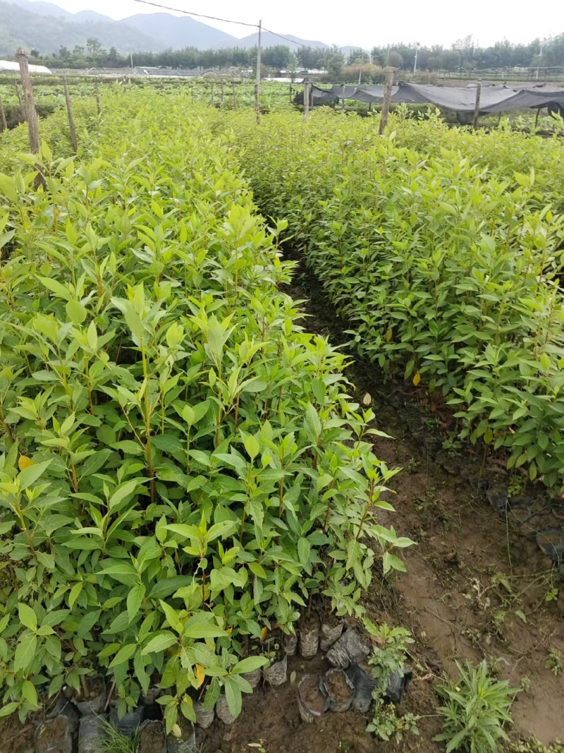 云南山胡椒苗，裸根苗，袋苗，各种尺寸。