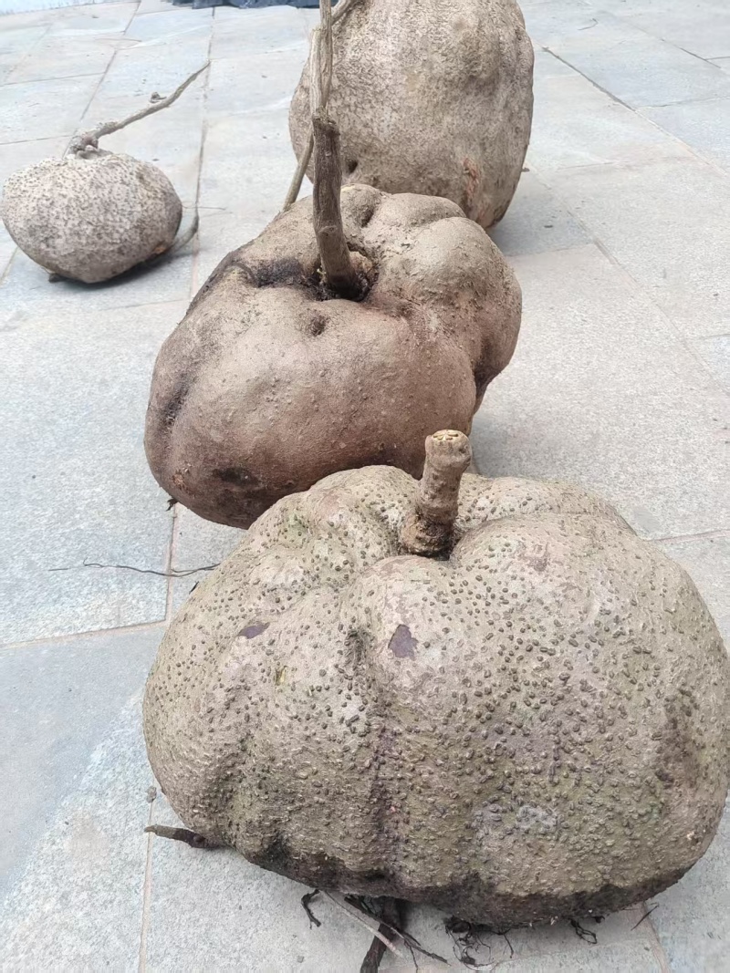 云南野生山乌龟，地不容，量大从优。