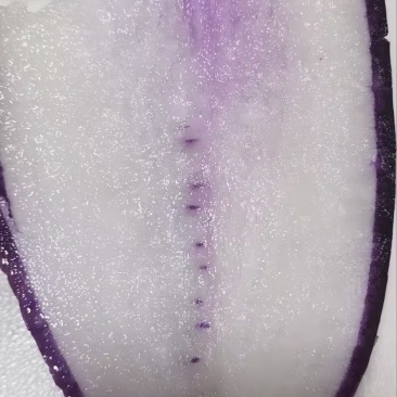 水果萝卜