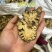 川芎源头好货品质保证货真价实一手货源产地直销量大从优