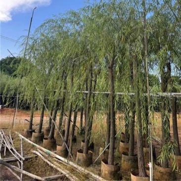 广东揭阳垂柳柳树产地直发规格齐全可视频看货