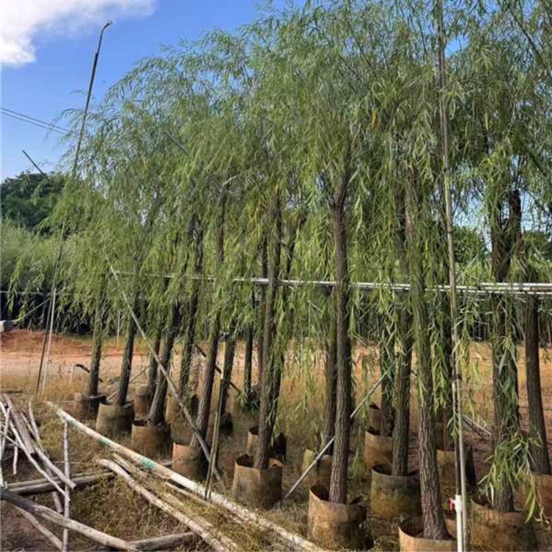 广东揭阳垂柳柳树产地直发规格齐全可视频看货