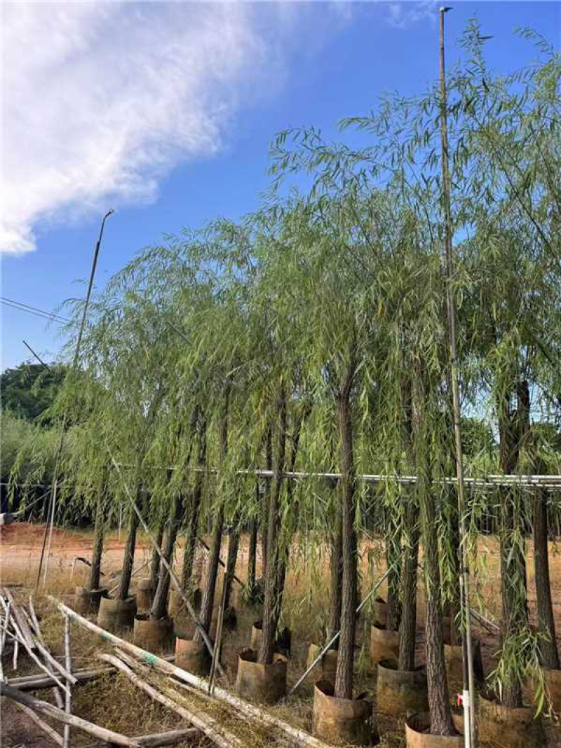 广东揭阳垂柳柳树产地直发规格齐全可视频看货