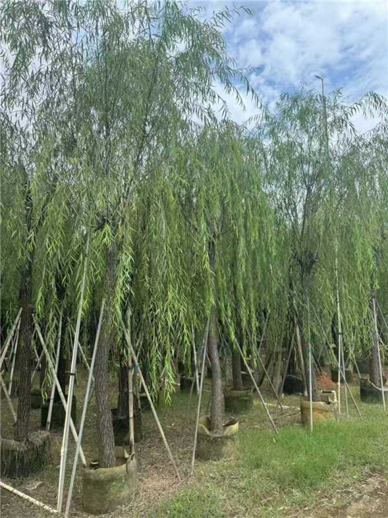 广东揭阳垂柳柳树产地直发规格齐全可视频看货