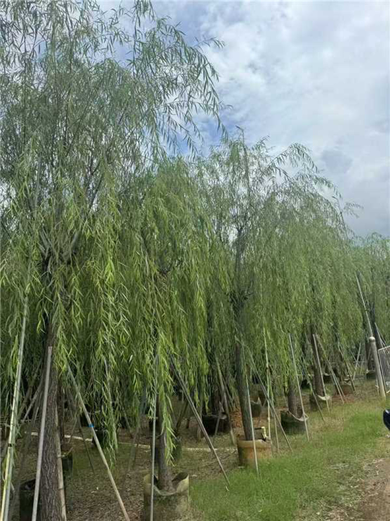 广东揭阳垂柳柳树产地直发规格齐全可视频看货