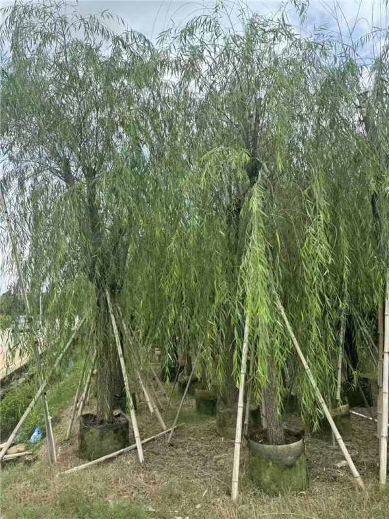 广东揭阳垂柳柳树产地直发规格齐全可视频看货