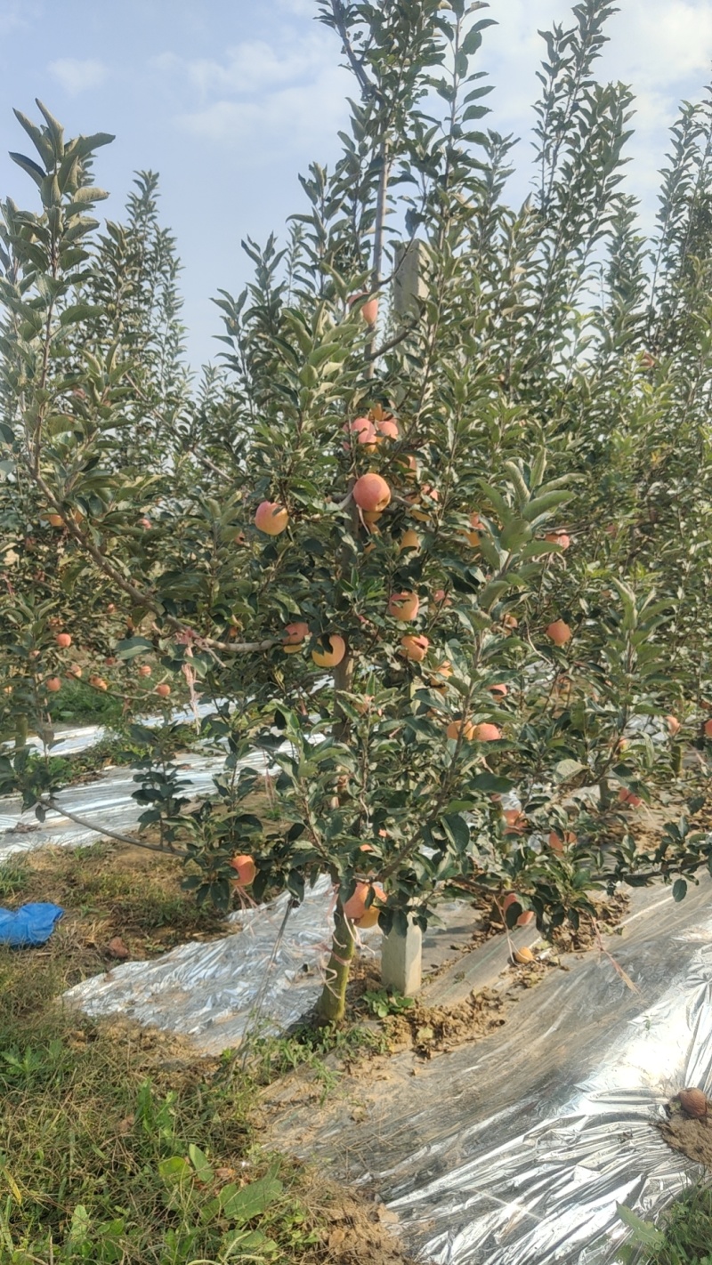 苹果苗