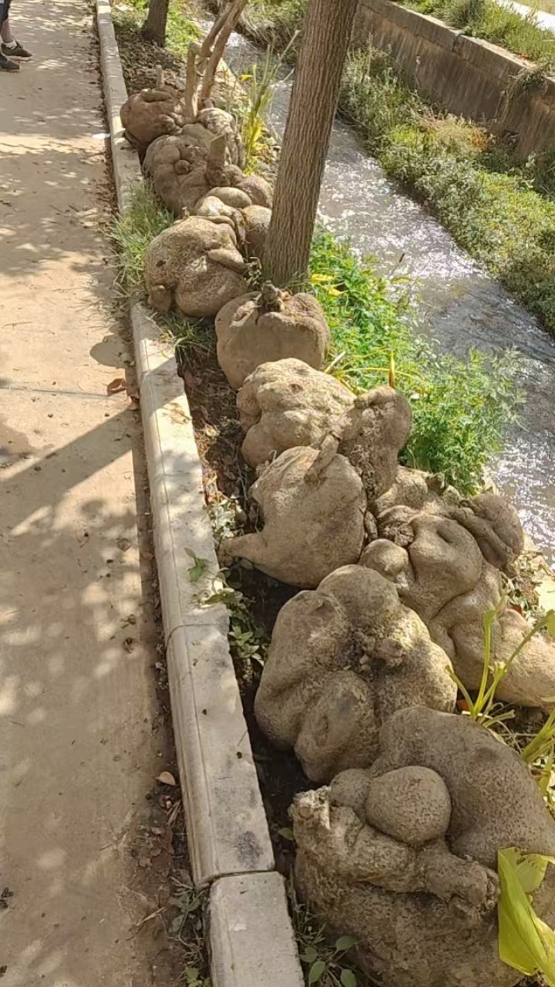 云南野生山乌龟，地不容，量大从优。