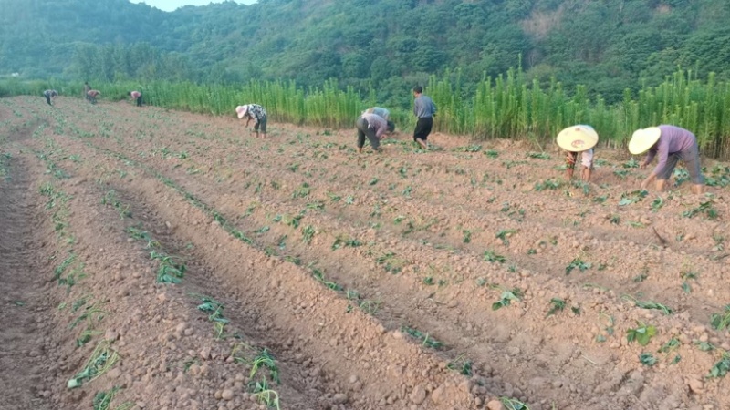 黄花源甘薯淀粉-红薯淀粉（地瓜粉）25kg/包