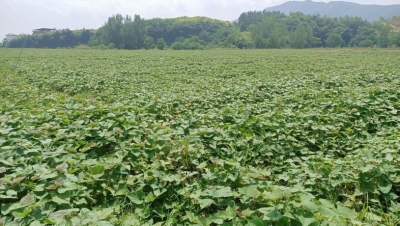 黄花源甘薯淀粉-红薯淀粉（地瓜粉）25kg/包