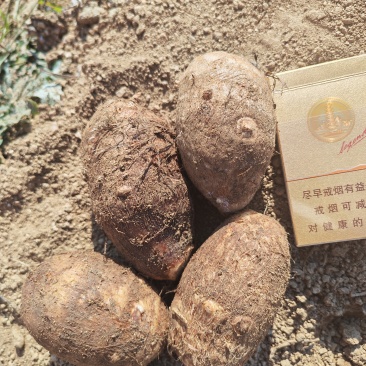 毛芋头