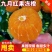 九月红果冻橙品质保证服务周到价格美丽欢迎联系