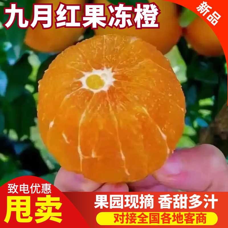 九月红果冻橙品质保证服务周到价格美丽欢迎联系