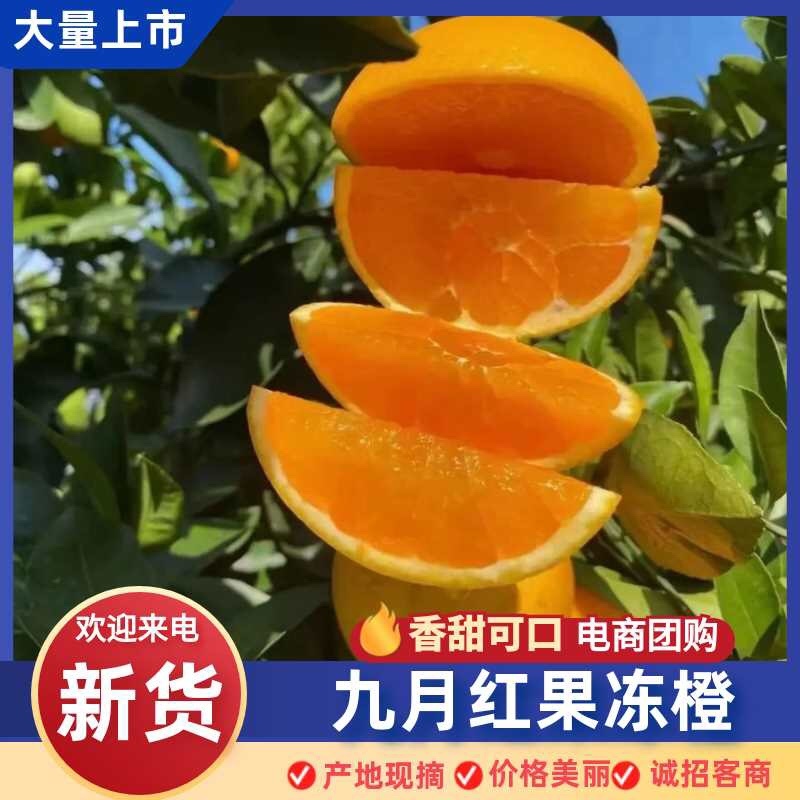 九月红果冻橙品质保证服务周到价格美丽欢迎联系