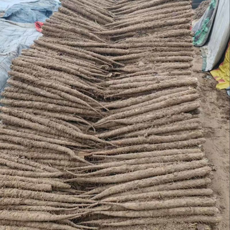 精品发货双棒山药全国对接档口大市场价格面议