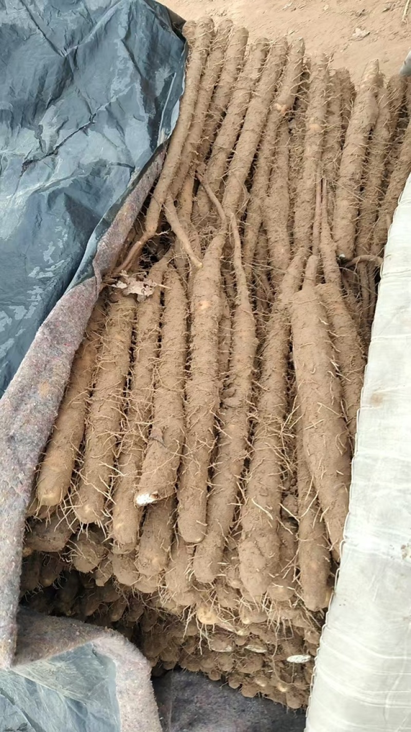 精品发货双棒山药全国对接档口大市场价格面议
