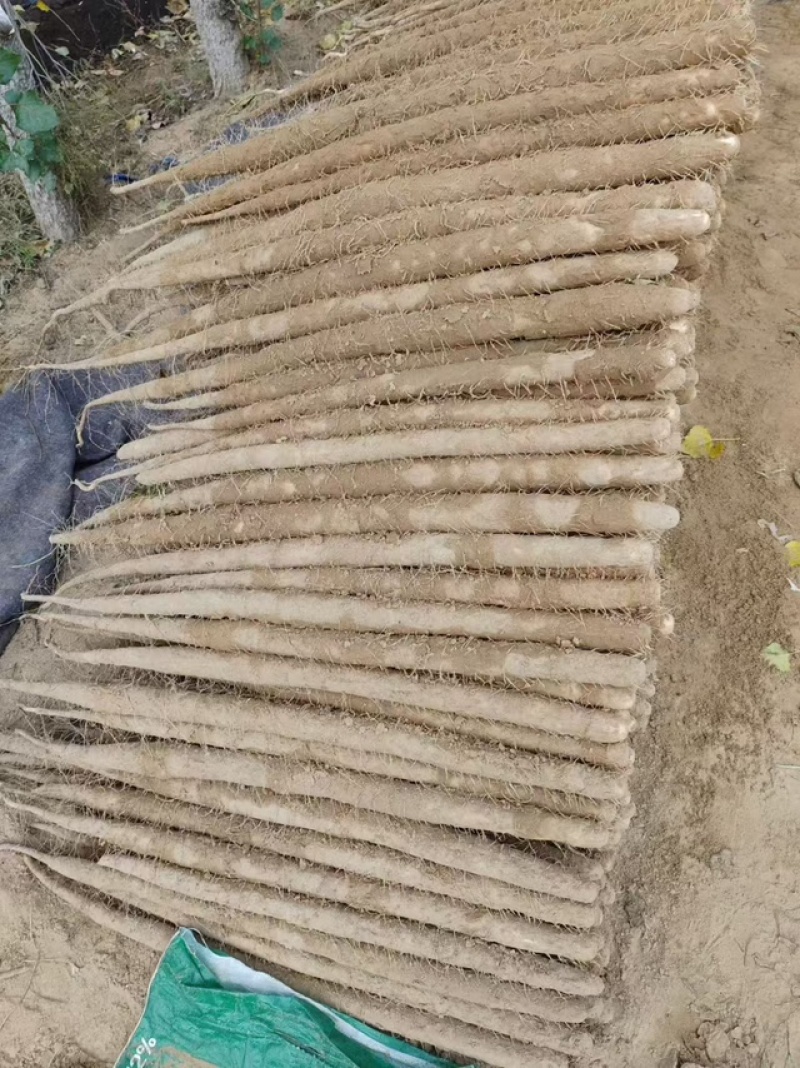 精品发货双棒山药全国对接档口大市场价格面议