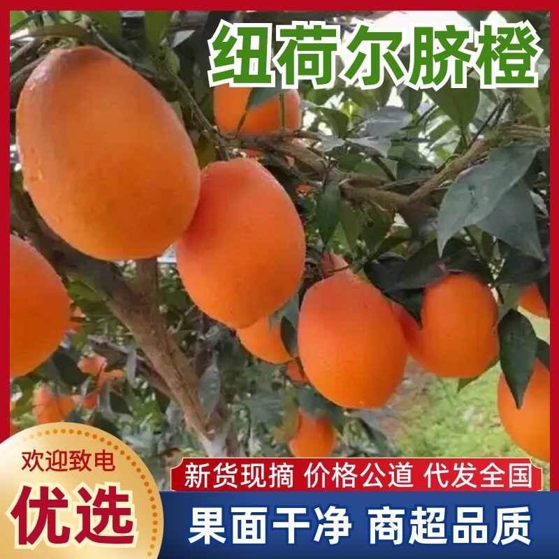 脐橙品质保证服务周到一手货源价格美丽欢迎联系