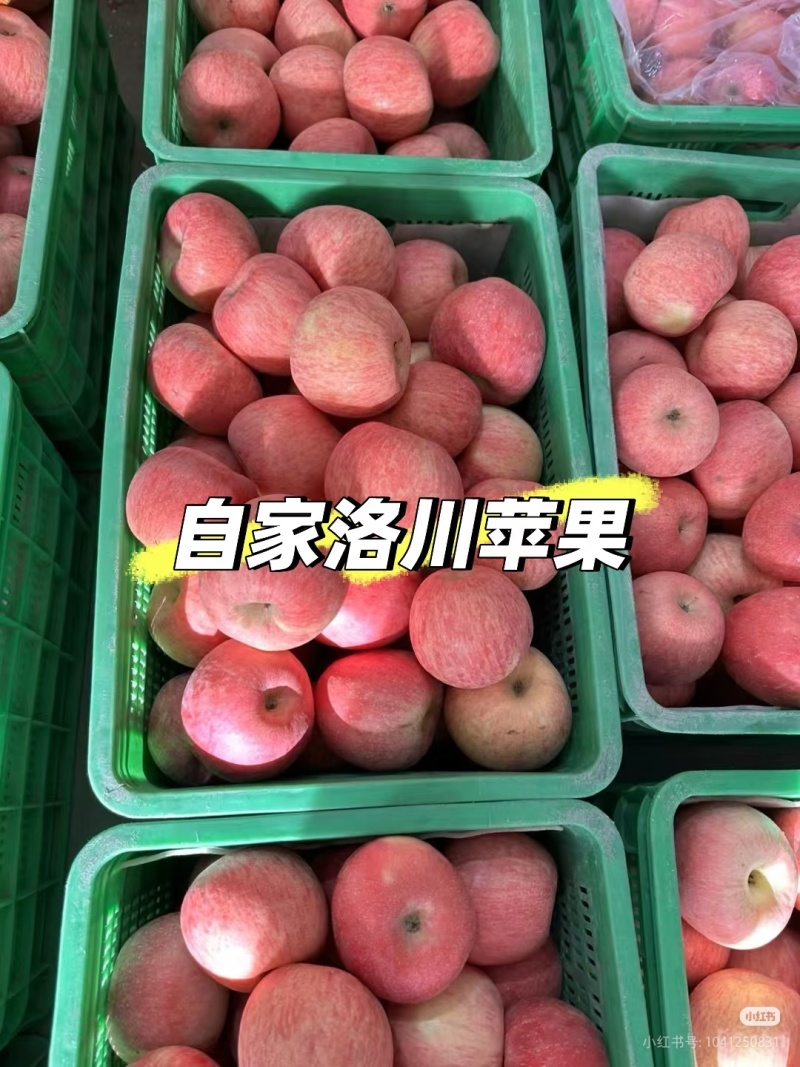 陕西洛川苹果