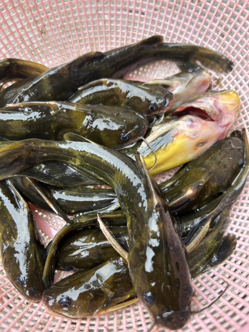 野生黄骨鱼