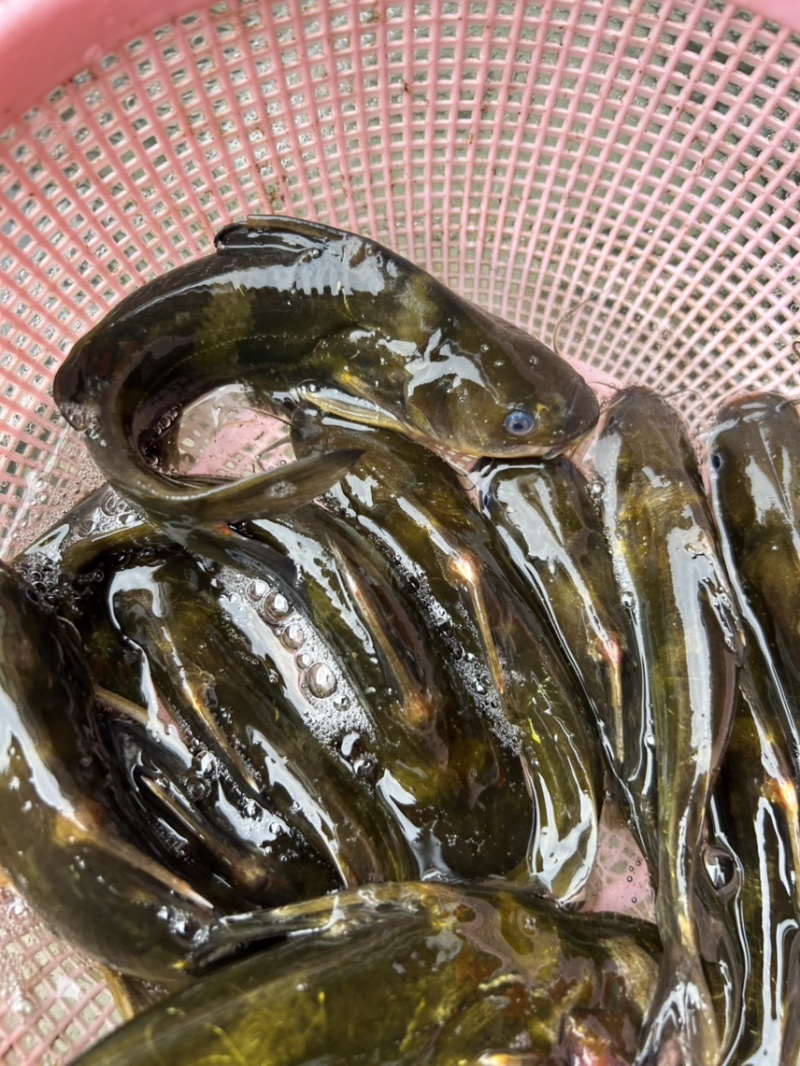 野生黄骨鱼
