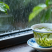 紫阳富硒茶叶徐小凤的茶园干净幸福生活品硒茶温暖人间美一天
