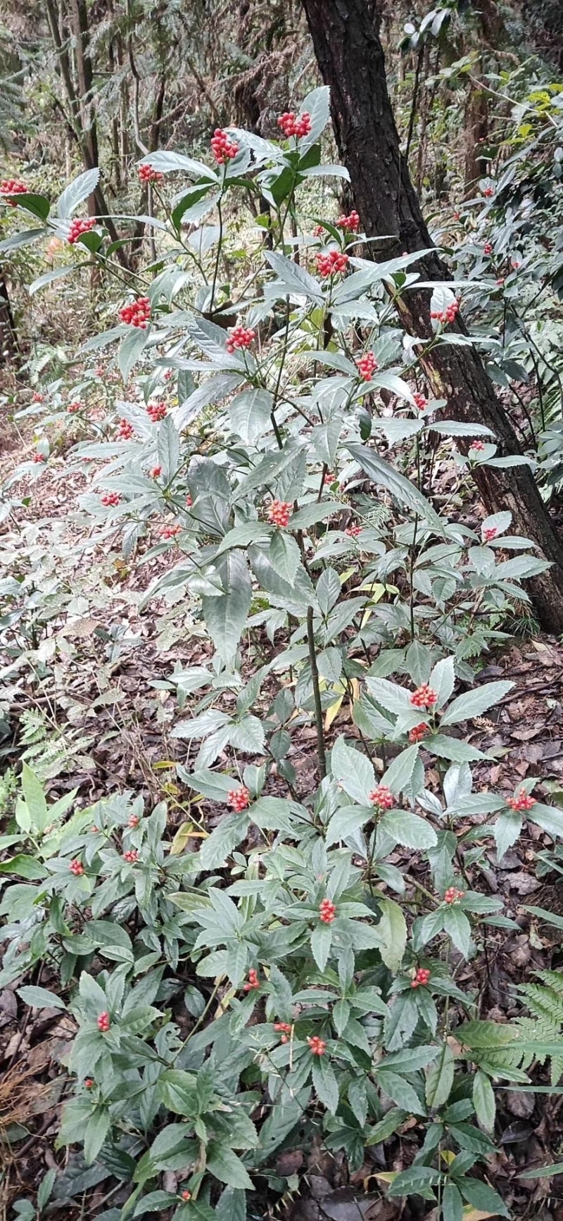 草珊瑚