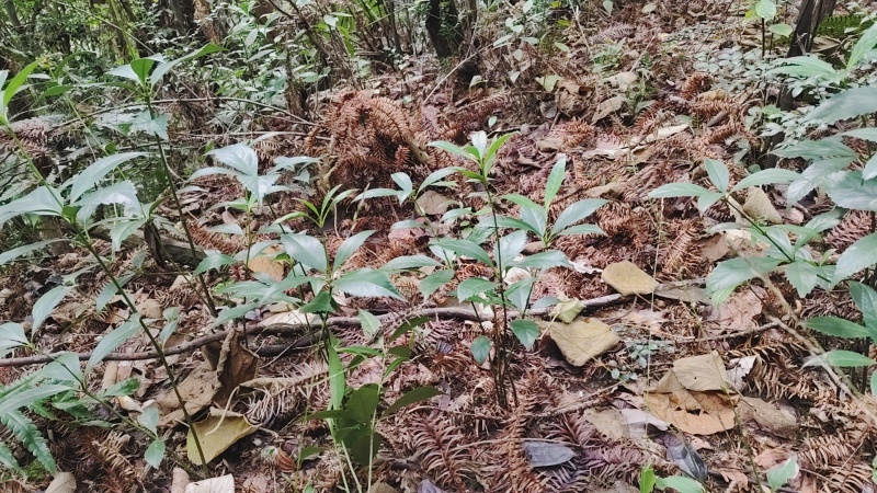 野生草珊瑚苗（存活率高）芽头多，长势猛。