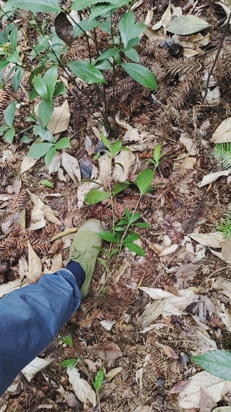 野生草珊瑚苗（存活率高）芽头多，长势猛。