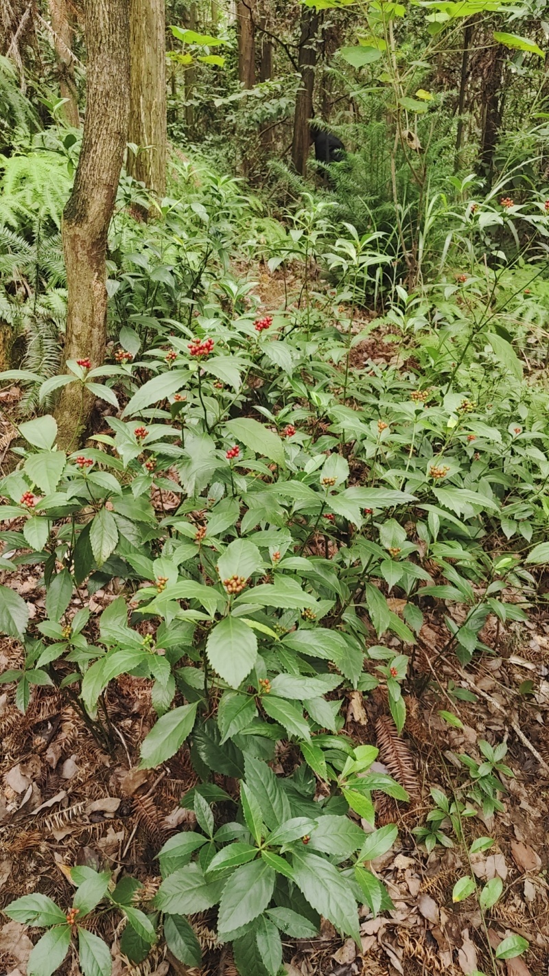 野生草珊瑚苗（存活率高）芽头多，长势猛。