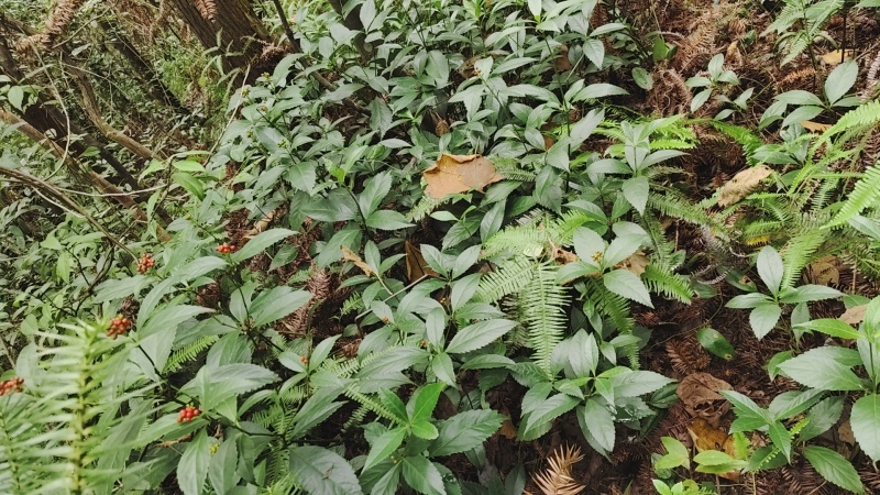 野生草珊瑚苗（存活率高）芽头多，长势猛。