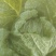 大白菜