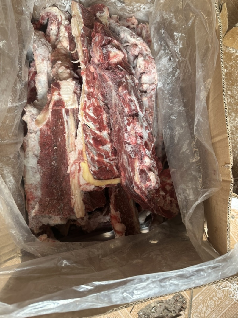 满肉羊蝎子一手货源