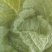 大白菜