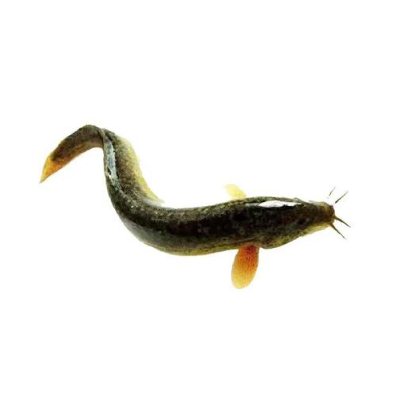 泥鳅鲜活喂养宠物龙鱼活饵乌龟饲料泥鳅养殖淡水观赏鱼垂钓