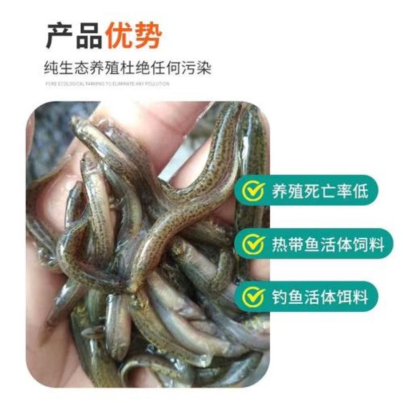 泥鳅鲜活喂养宠物龙鱼活饵乌龟饲料泥鳅养殖淡水观赏鱼垂钓