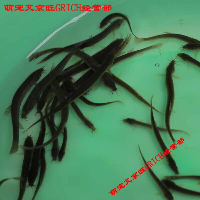 泥鳅鲜活喂养宠物龙鱼活饵乌龟饲料泥鳅养殖淡水观赏鱼垂钓