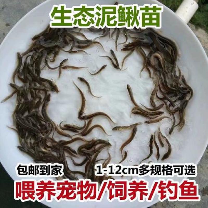 泥鳅鲜活喂养宠物龙鱼活饵乌龟饲料泥鳅养殖淡水观赏鱼垂钓